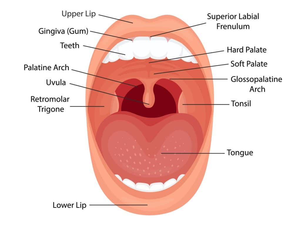 Oral/Mouth cavity simplified diagram